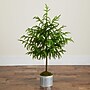 Nearly Natural Artificial Real Touch Norfolk Island Pine in Metal Tin Planter, 3' (T5384)~#|#~44542726-8F8E-4C48-BB74EAA51B8E404A_sc7
