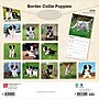 2026 BrownTrout Border Collie Puppies 12" x 12" Monthly Wall Calendar (9798330702541)~#|#~445B399A-2736-4213-86A7043E9D8EEE5B_sc7