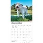 2027 BrownTrout Goldendoodles 12" x 12" Monthly Wall Calendar (9798330712489)~#|#~445BB95C-3672-46DF-929BB3A2791B8609_sc7