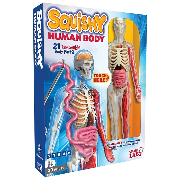 SUAVECITO スカルハンド 人体模型 ディスプレイスタンド　ポマード置き SmartLab Toys Squishy Human Body Boxed Set (834509000540) | Staples