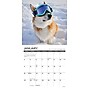 2026 Willow Creek What Dogs Teach Us 7" x 7" Monthly Wall Calendar (53836X)~#|#~4464729E-8C3A-4135-855DE0D6229EC446_sc7
