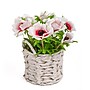 National Tree Company 10" White Anemone Flower Bouquet in White Basket (MT81-01626GWH-1)~#|#~446564F9-8FDE-436B-91D6D27A679F5D03_sc7