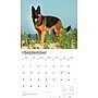 2026 BrownTrout For the Love of German Shepherds 14" x 12" Monthly Wall Calendar (9798330703395)~#|#~44874C4F-662B-41DC-BE7FB4E304B0DC2D_sc7