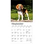 2026 BrownTrout Beagles 7" x 7" Monthly Wall Calendar (9798330702374)~#|#~44CCE884-A3D1-42F4-89C9011ABEEDFDDB_sc7