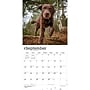 2027 BrownTrout Chocolate Labrador Retrievers 12" x 12" Monthly Wall Calendar (9798330712564)~#|#~44E09F2D-59C6-4C06-8CC3884829E4E4D0_sc7