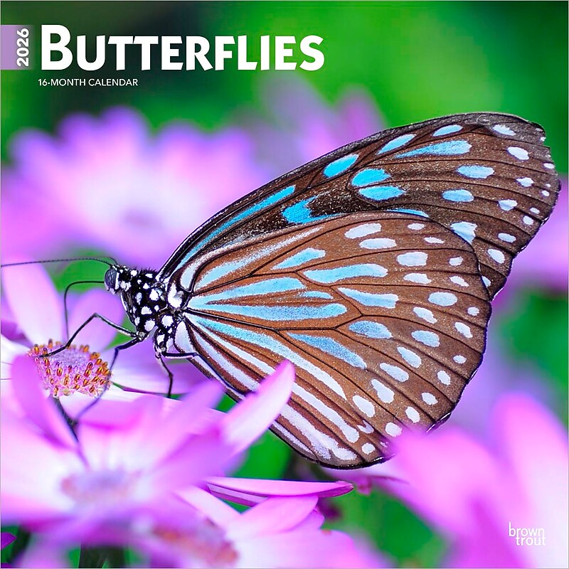2026 BrownTrout Butterflies 12" x 12" Monthly Wall Calendar (9798330702695) image 1