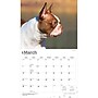 2027 BrownTrout For the Love of Boston Terriers 14" x 12" Monthly Wall Calendar, Assorted Colors (9798330714667)~#|#~4678F9E1-9CFC-4BEA-B6007C14E2C0FB10_sc7