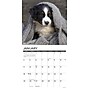 2026 Willow Creek Australian Shepherd Puppies 12" x 12" Monthly Wall Calendar (49976)~#|#~468CFD67-9D7A-46C1-AAB3C38C2DDE1CD2_sc7