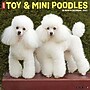 2027 Willow Creek Poodles 12" x 12" Monthly Wall Calendar, Assorted Colors (62647)~#|#~469B6B48-D6F8-4162-BE93DB7926492230_sc7