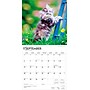 2026 BrownTrout I Love Kittens 12" x 12" Monthly Wall Calendar (9798330704149)~#|#~46A498CF-5667-4163-ABCB280D67847CFC_sc7