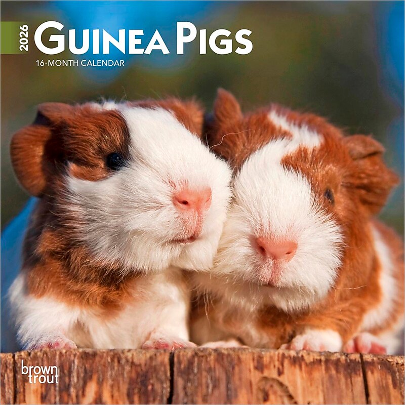 2026 BrownTrout Guinea Pigs 7" x 7" Monthly Wall Calendar (9798330703562) image 1