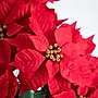 Nearly Natural 19-in Artificial Lush Poinsettia Arrangement in Red Wrapped Planter (A2172)~#|#~4769B5AF-7C19-4CF4-A41655C140D1B94B_sc7