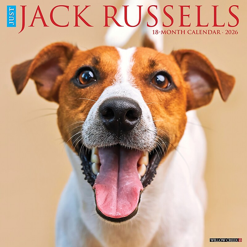 2026 Willow Creek Jack Russells 12" x 12" Monthly Wall Calendar (51627) image 1