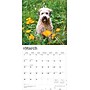 2026 BrownTrout Soft Coated Wheaten Terriers 12" x 12" Monthly Wall Calendar (9798330706310)~#|#~477FA072-F394-471D-B7B7B759734C63A4_sc7