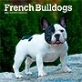 2026 BrownTrout French Bulldogs 7" x 7" Monthly Wall Calendar (9798330703296)~#|#~47A571C1-2D47-40C6-A37D13A5BEBE7B75_sc7