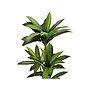 Monarch Specialties Inc. Dracaena in Pot (I 9543)~#|#~47F450D1-549F-4CE6-9A8116846E5724CD_sc7