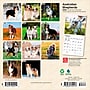 2026 BrownTrout Australian Shepherds 7" x 7" Monthly Wall Calendar (9798330702213)~#|#~4801EFE0-7ED1-4158-AF84AA4CEC9D651F_sc7