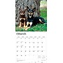 2026 BrownTrout Australian Kelpies 12" x 12" Monthly Wall Calendar (9798330702206)~#|#~48E770C7-D001-4854-9088472DF4CBF5D5_sc7