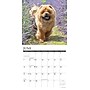 2026 Willow Creek Chow Chows 12" x 12" Monthly Dry Erase Wall Calendar (50712)~#|#~491D83D2-129F-4238-8ADCB506F643A75F_sc7