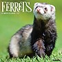 2027 Willow Creek Ferrets  12" x 12" Monthly Wall Calendar (60230)~#|#~492A709E-CB2B-4C4A-BD70925F8F0641A7_sc7