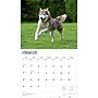 2026 BrownTrout For the Love of Siberian Huskies 14" x 12" Monthly Wall Calendar (9798330707171)~#|#~4940DCBE-72F4-4F30-A5D4F882E67D5F97_sc7