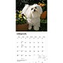 2027 BrownTrout Maltese 12" x 12" Monthly Wall Calendar (9798330714742)~#|#~4954AA6D-CF8C-481B-BBE9F07B92D01D48_sc7
