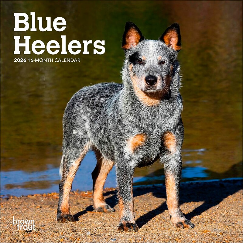 2026 BrownTrout Blue Heelers 7" x 7" Monthly Wall Calendar (9798330702510) image 1