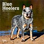 2026 BrownTrout Blue Heelers 7" x 7" Monthly Wall Calendar (9798330702510)~#|#~4A0A4358-C39A-47FF-A962B19FBF148ED9_sc7