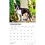 2027 BrownTrout For the Love of Boston Terriers 14" x 12" Monthly Wall Calendar, Assorted Colors (9798330714667)~#|#~4A0F90AE-2F88-4D4F-84F701904CB2266F_sc7