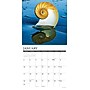 2027 Willow Creek Seashells 12" x 12" Monthly Wall Calendar, Assorted Colors (62234)~#|#~4A18B476-4B6F-45CE-AEFC5134FC0F48C8_sc7