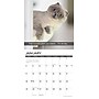 2026 Willow Creek Snapcats 12" x 12" Monthly Wall Calendar (52853)~#|#~4A212BCB-5CC4-48FC-A966A7B6BA5D6BEE_sc7