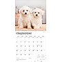 2026 BrownTrout Bichon Frise Puppies 12" x 12" Monthly Wall Calendar (9798330702435)~#|#~4A25806E-1246-4B51-B4F1A50463D5C5D8_sc7