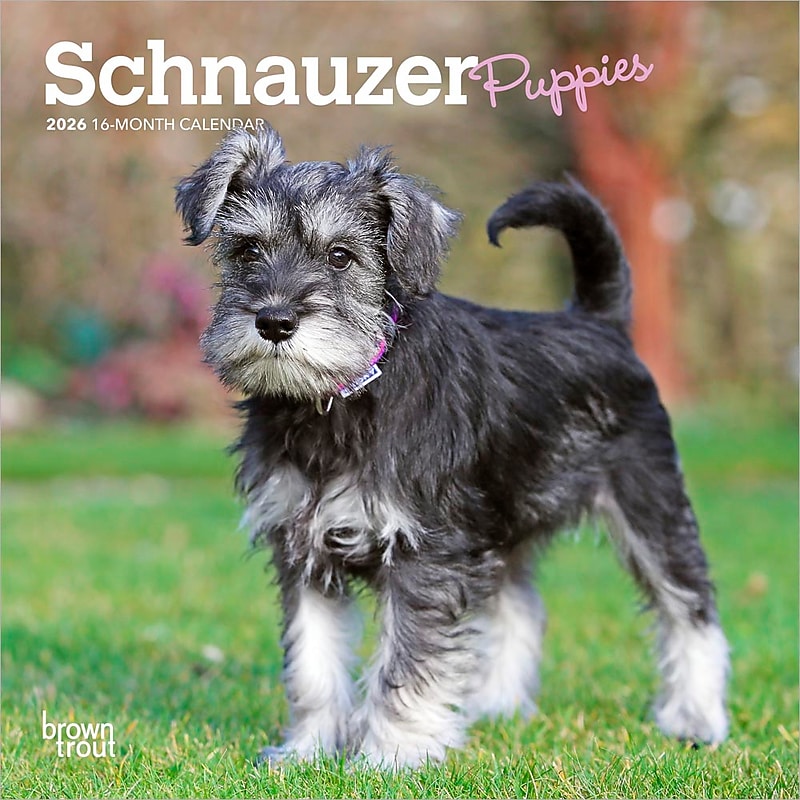2026 BrownTrout Schnauzer Puppies 7" x 7" Monthly Wall Calendar (9798330705436) image 1