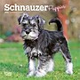 2026 BrownTrout Schnauzer Puppies 7" x 7" Monthly Wall Calendar (9798330705436)~#|#~4A426DEE-DA99-4E67-874AC02557392CB0_sc7