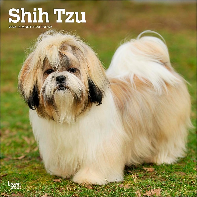 2026 BrownTrout Shih Tzu 12" x 12" Monthly Wall Calendar (9798330705535) image 1