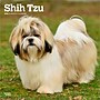2026 BrownTrout Shih Tzu 12" x 12" Monthly Wall Calendar (9798330705535)~#|#~4A5FA067-94EF-41A0-B93F17BCFA55EBA3_sc7