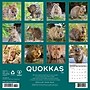 2026 Willow Creek Quokkas 12" x 12" Monthly Wall Calendar (52532)~#|#~4A7E5787-C779-44C3-9F98E74638AF8D3F_sc7