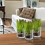 National Tree Company 3-Piece Sprout-Filled Glass Assortment (RAS-KS14293-1)~#|#~4A8DEAF1-1D67-4912-99BA9D100086608B_sc7