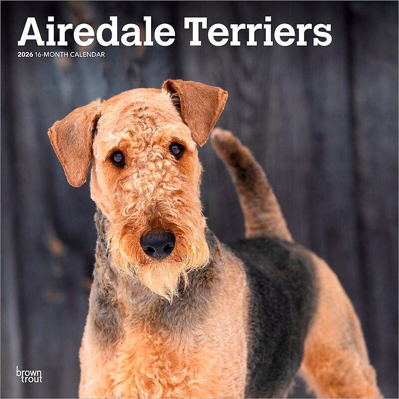 2026 BrownTrout Airedale Terriers 12" x 12" Monthly Wall Calendar (9798330702015) image 1