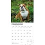 2026 BrownTrout Bulldogs 12" x 12" Monthly Wall Calendar (9798330703210)~#|#~4ACF7019-B011-48FB-8388F081DC001EDE_sc7