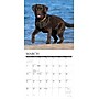 2027 Willow Creek Chocolate Labs  12" x 12" Monthly Wall Calendar (59692)~#|#~4AF24A42-F295-4164-8985F190942A4781_sc7