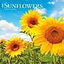 2027 BrownTrout Sunflowers 12" x 12" Monthly Wall Calendar (9798330711352)~#|#~4B2840A3-E7E7-4960-98D1D463335B6100_sc7