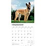 2026 BrownTrout Belgian Malinois 12" x 12" Monthly Wall Calendar (9798330707881)~#|#~4B29BE44-DAE8-42FC-BFBDFE4DBBF09BAF_sc7