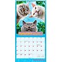 2026 BrownTrout Avanti Chatons Grognons OFFICIEL 12" x 12" Monthly Wall Calendar (9798330707287)~#|#~4B86658E-A1A4-4D7A-96A84D5197B7F7F4_sc7