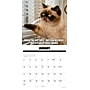 2027 Willow Creek Cat-astrophe 12" x 12" Monthly Wall Calendar, Assorted Colors (59555)~#|#~4B8CAB93-3E9E-4FBA-851674A3EAB55A72_sc7