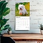 2026 BrownTrout West Highland White Terriers 12" x 12" Monthly Wall Calendar (9798330706280)~#|#~4B9DF4AB-BFB3-46E6-965B8511C8B401B2_sc7