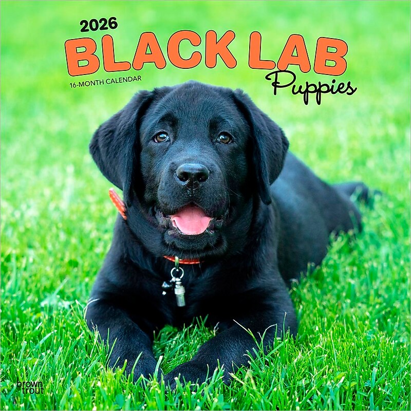 2026 BrownTrout Black Labrador Retriever Puppies 12" x 12" Monthly Wall Calendar (9798330704194) image 1