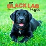 2026 BrownTrout Black Labrador Retriever Puppies 12" x 12" Monthly Wall Calendar (9798330704194)~#|#~4BC3B4AA-632A-4F8D-AD171E356919BA41_sc7