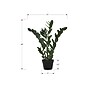 Monarch Specialties Inc. 29" Artificial ZZ Tree in Pot (I 9506)~#|#~4BDE5EF3-6DF4-467F-8559AAA2B2F2A28F_sc7