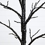 Nearly Natural Pre-Lit Artificial Halloween Twig Tree, 5' (T5163)~#|#~4C0020F1-6FF2-46D8-AA5774BC3D195014_sc7